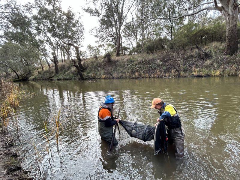 fyke netting in the Glenelg River